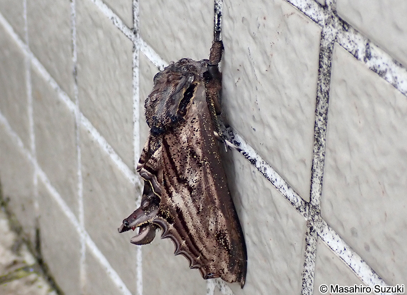 オオシモフリスズメ Langia zenzeroides nawai