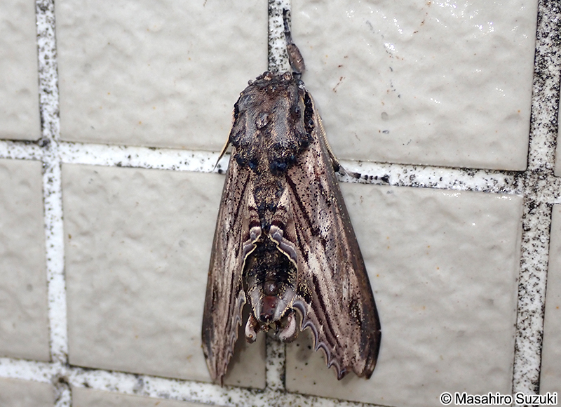 オオシモフリスズメ Langia zenzeroides nawai