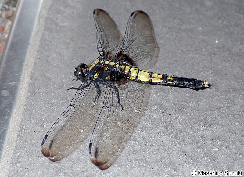 オオシオカラトンボ Orthetrum triangulare melania