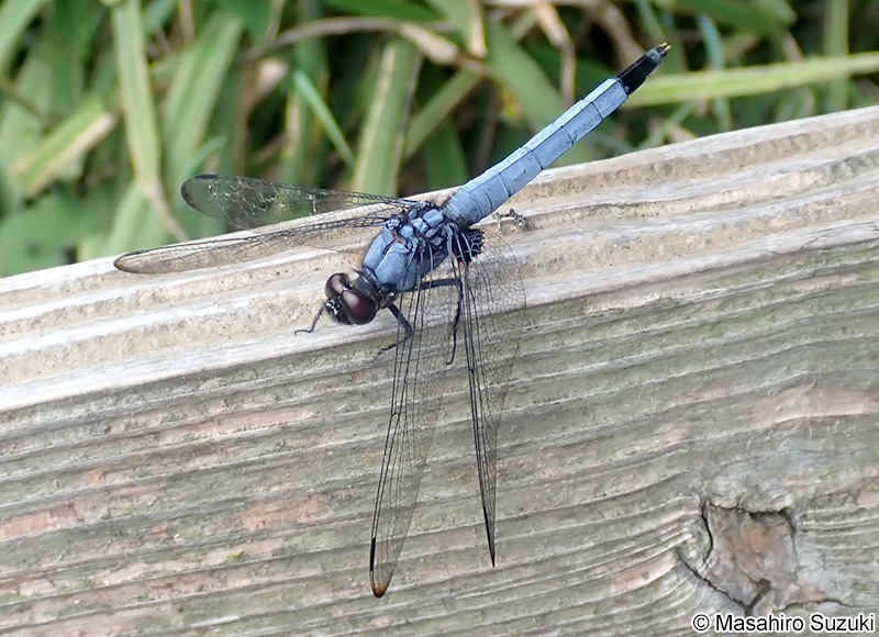 オオシオカラトンボ Orthetrum triangulare melania