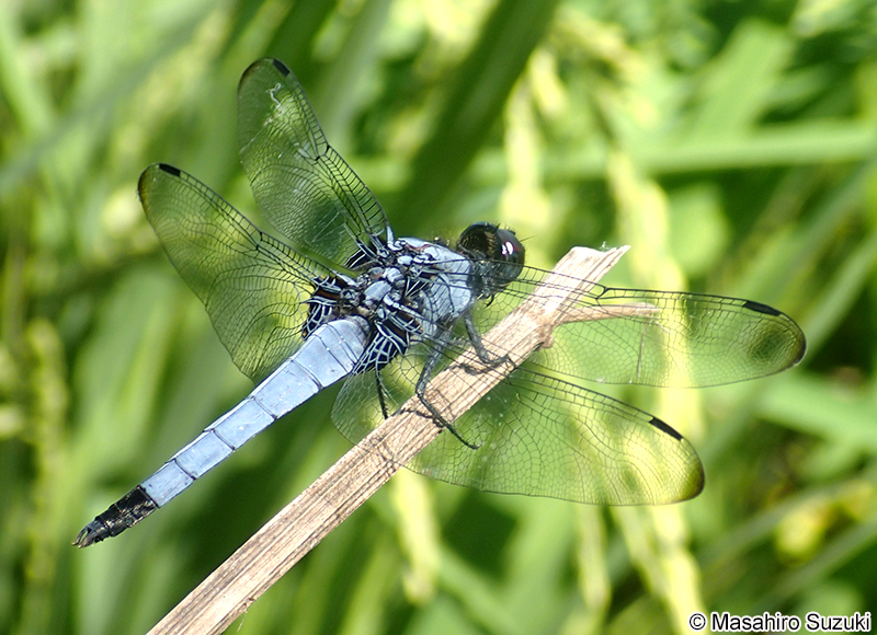 オオシオカラトンボ Orthetrum triangulare melania
