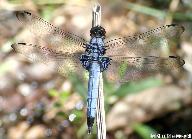 オオシオカラトンボ Orthetrum triangulare melania