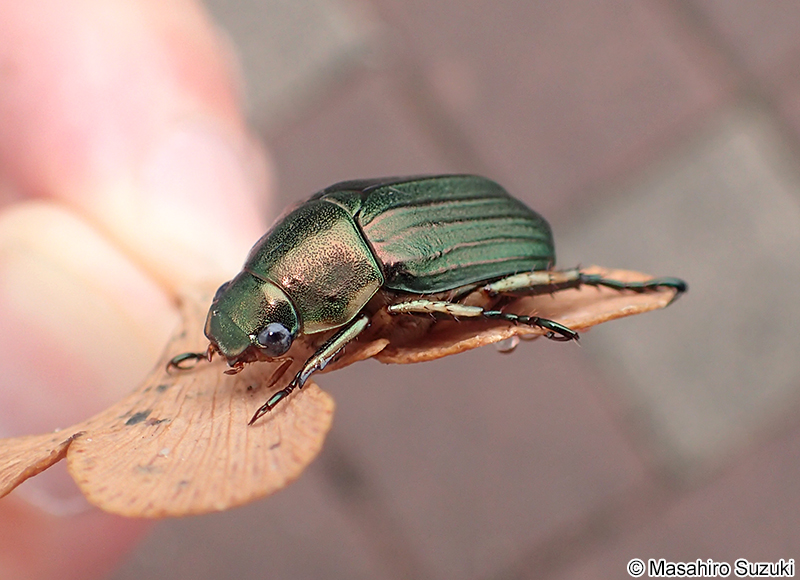 オオスジコガネ Mimela costata