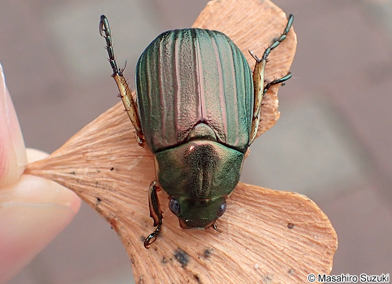 オオスジコガネ Mimela costata