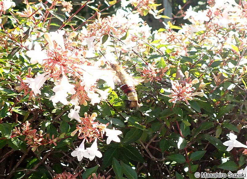 オオスカシバ Cephonodes hylas