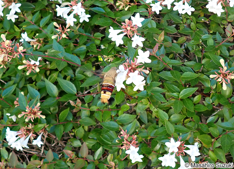 オオスカシバ Cephonodes hylas