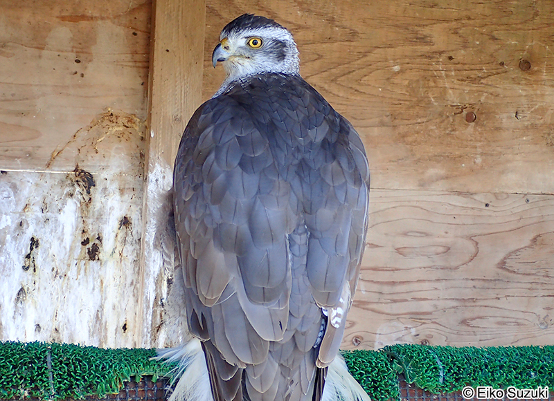 オオタカ Accipiter gentilis