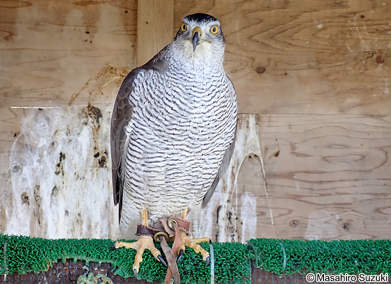 オオタカ Accipiter gentilis