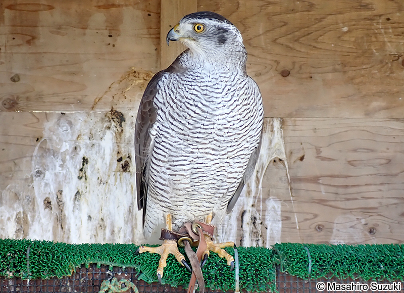 オオタカ Accipiter gentilis