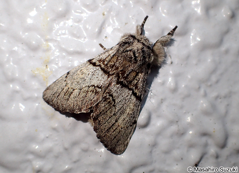 オオトビモンシャチホコ Phalerodonta manleyi