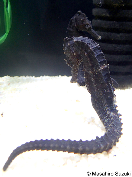 オオウミウマ Hippocampus kelloggi