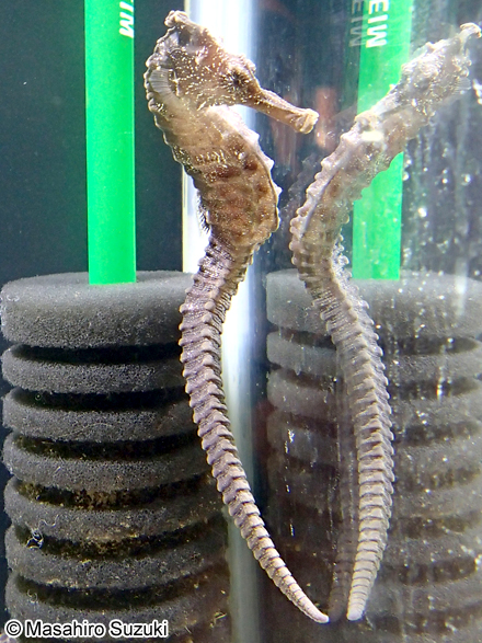 オオウミウマ Hippocampus kelloggi