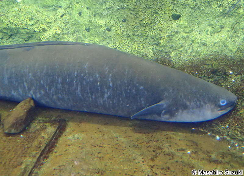 オオウナギ Anguilla marmorata