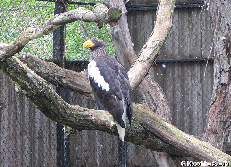 オオワシ Haliaeetus pelagicus