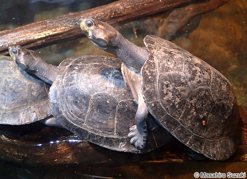 オオヨコクビガメ Podocnemis expansa