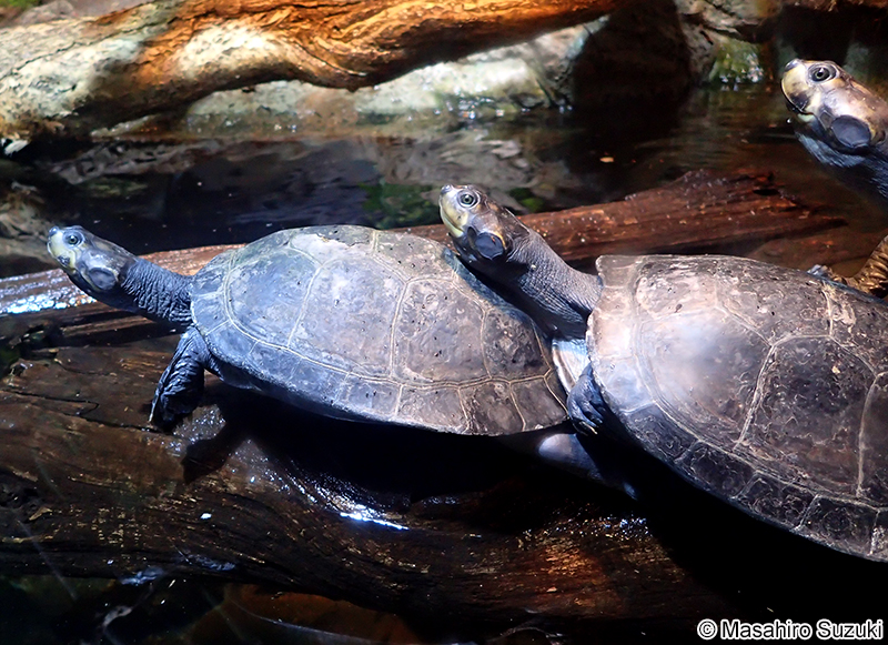 オオヨコクビガメ Podocnemis expansa