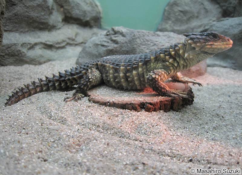 オオヨロイトカゲ Smaug giganteus