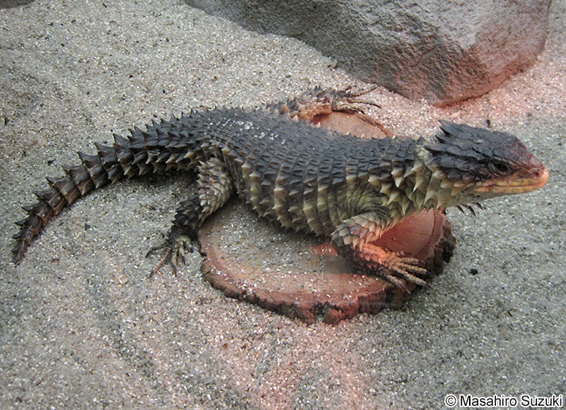 オオヨロイトカゲ Smaug giganteus