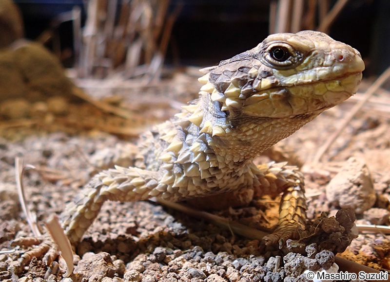 オオヨロイトカゲ Smaug giganteus
