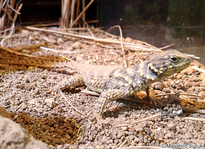 オオヨロイトカゲ Smaug giganteus