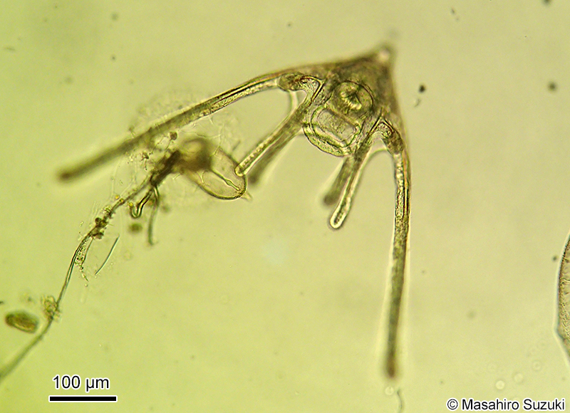 オフィオプルテウス幼生 Ophiopluteus larva