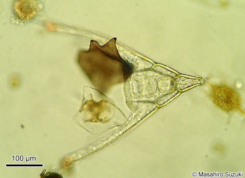 オフィオプルテウス幼生 Ophiopluteus larva