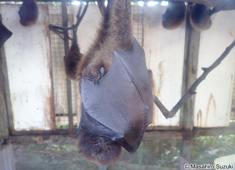 オリイオオコウモリ Pteropus dasymallus inopinatus