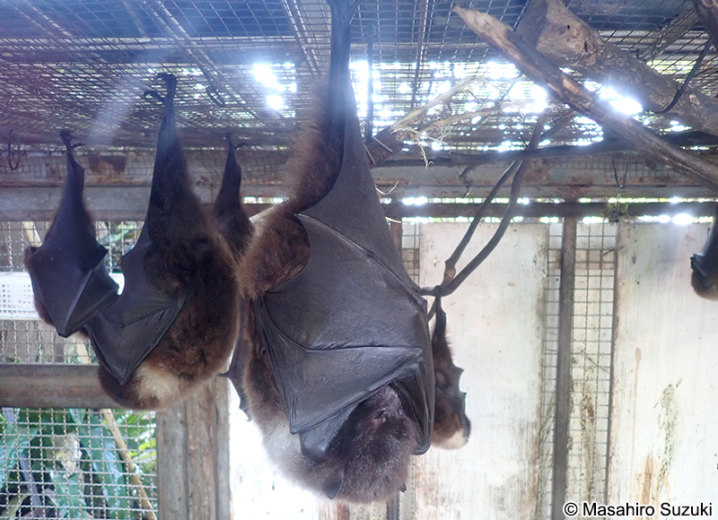 オリイオオコウモリ Pteropus dasymallus inopinatus