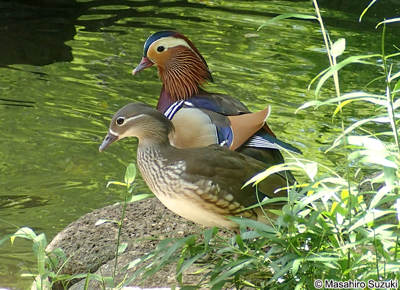オシドリ Aix galericulata