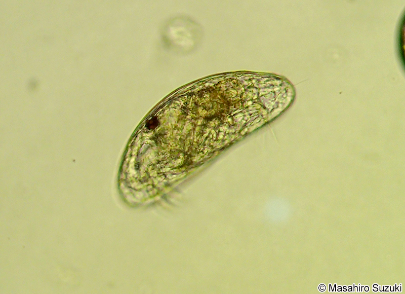 貝形虫 Ostracoda
