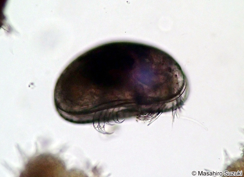 貝形虫 Ostracoda