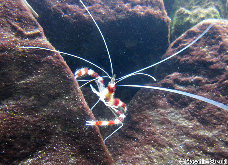 オトヒメエビ　Stenopus hispidus