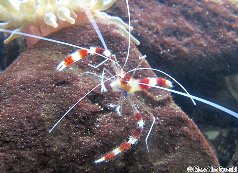 オトヒメエビ　Stenopus hispidus