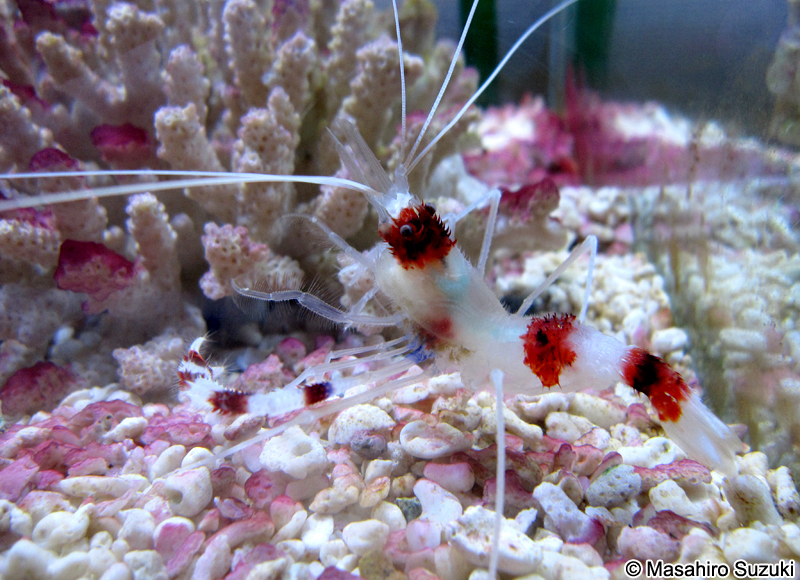 オトヒメエビ　Stenopus hispidus