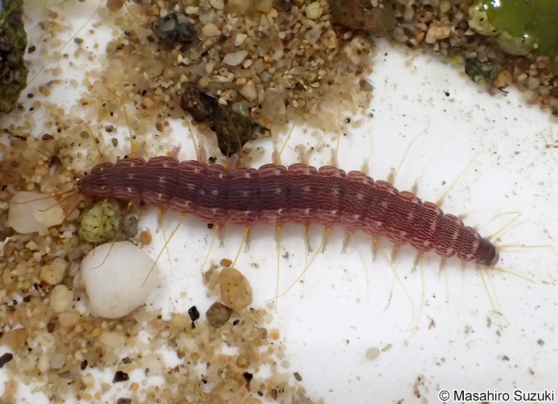 オトヒメゴカイ Hesione reticulata