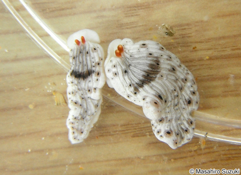 オトメウミウシ Dermatobranchus otome