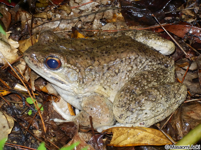 オットンガエル Babina subaspera
