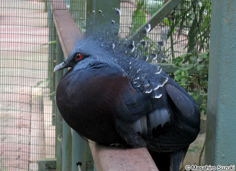 オウギバト Goura victoria