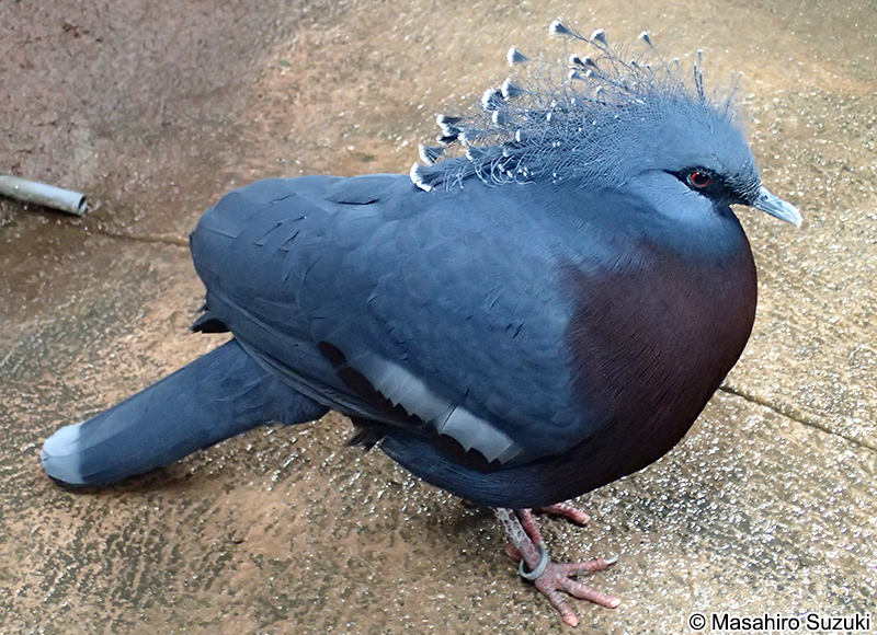 オウギバト Goura victoria