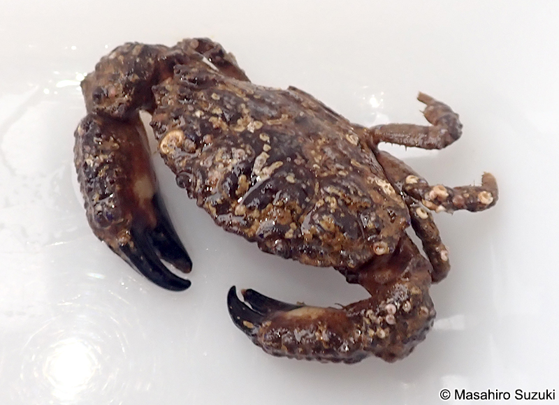 オウギガニ Leptodius affinis