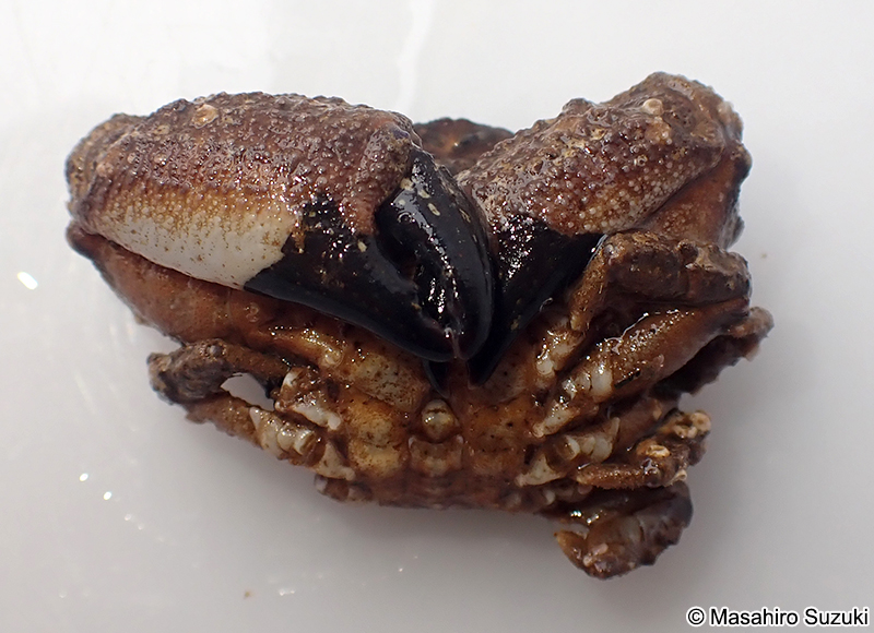 オウギガニ Leptodius affinis