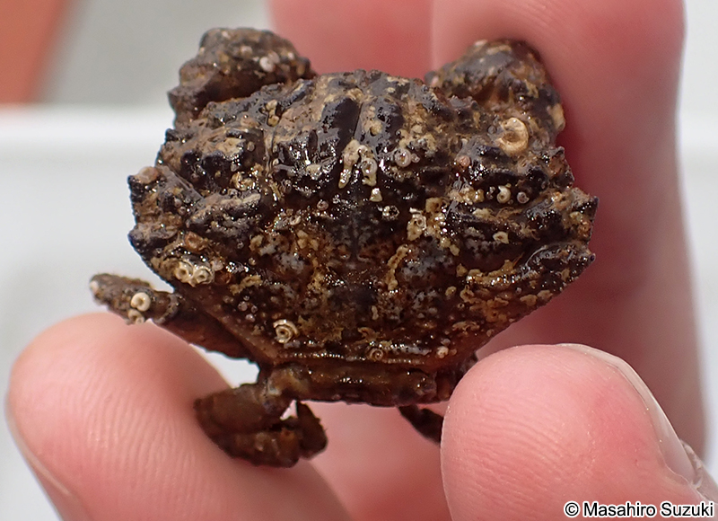 オウギガニ Leptodius affinis