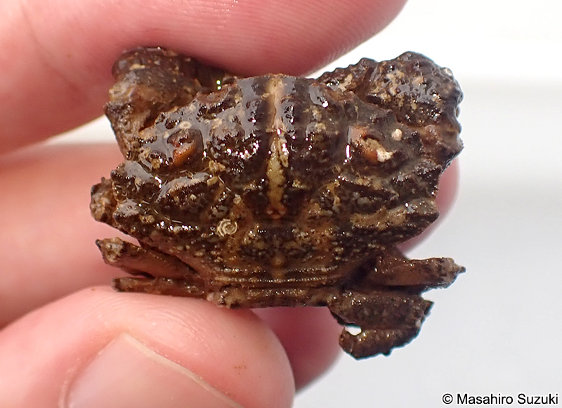 オウギガニ Leptodius affinis