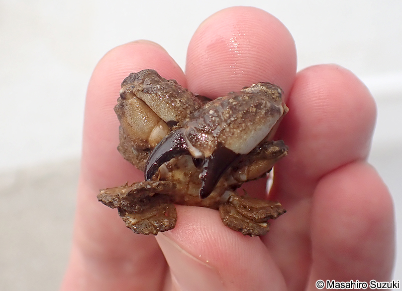 オウギガニ Leptodius affinis