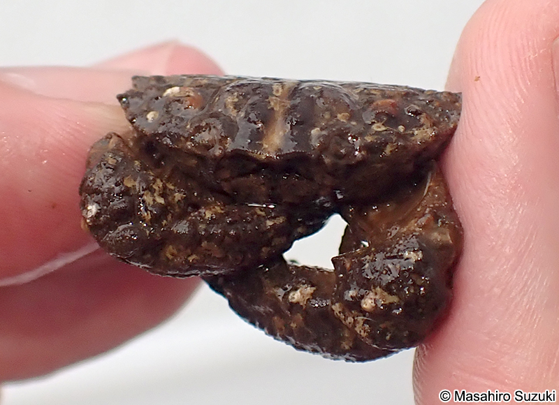 オウギガニ Leptodius affinis