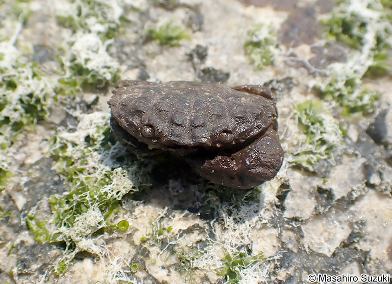 オウギガニ Leptodius affinis