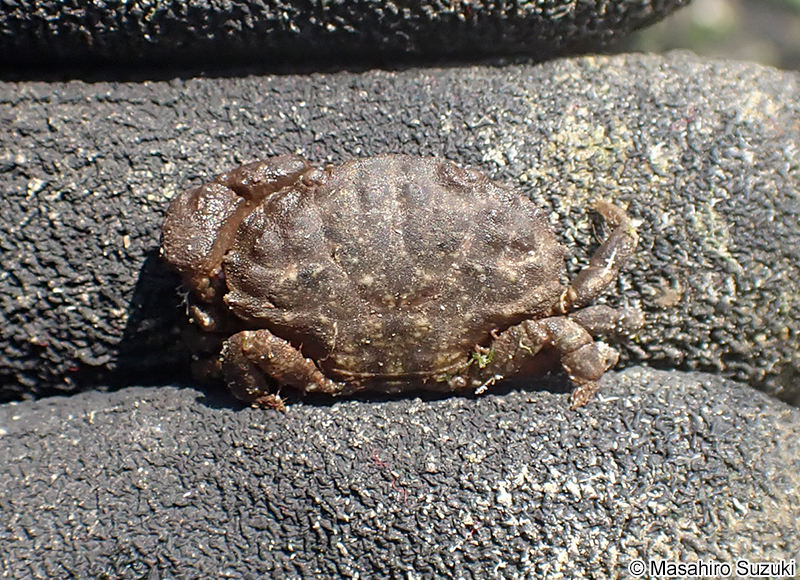 オウギガニ Leptodius affinis