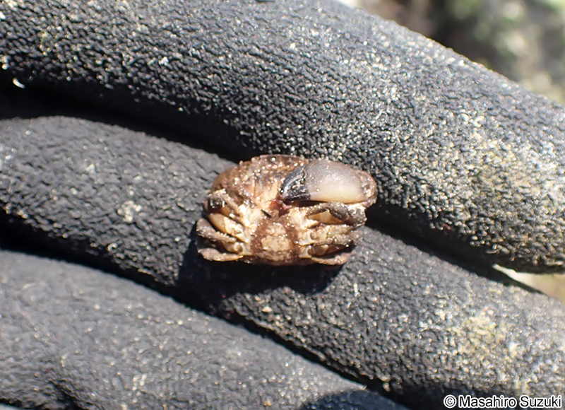 オウギガニ Leptodius affinis