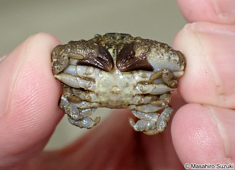 オウギガニ Leptodius affinis