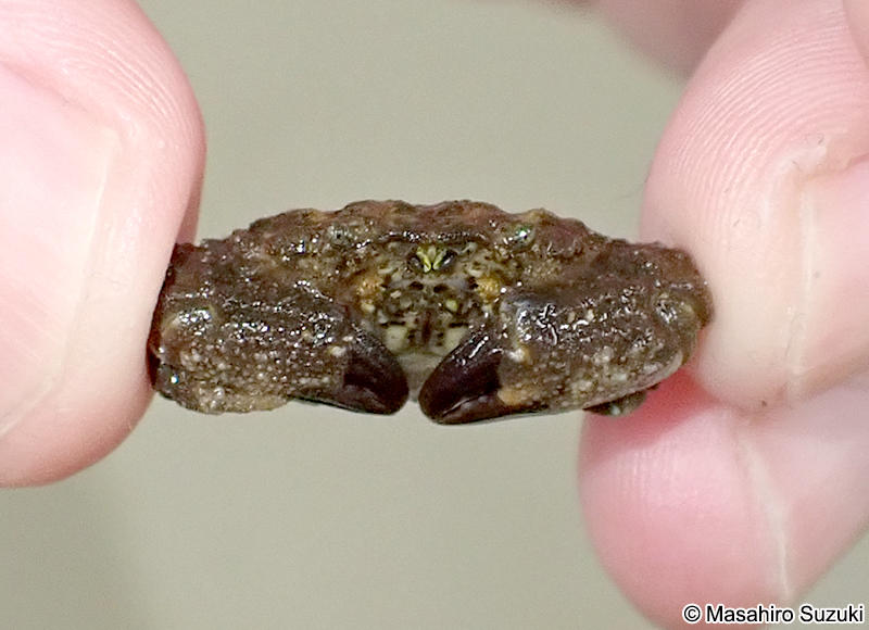 オウギガニ Leptodius affinis